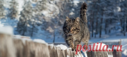 Если вы молодая женщина, ваши шансы оказаться кошачьим заклинателем выше, чем у остальных. К такому выводу пришли поведенческие биологи, завершившие большое исследование, посвященное кошачьей мимике и способности людей ее считывать.