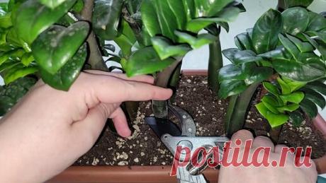 Удобрение для замиокулькаса, чтобы корни были большими и выходило много новых листьев | Цветочные советы от Елены | Дзен