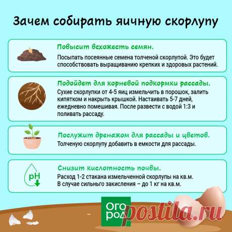 Зачем собирать яичную скорлупу