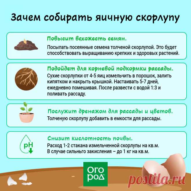 Зачем собирать яичную скорлупу