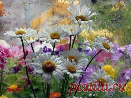 ✿·•●...√ Земля моя, ты дразнишь красотой,
Особенно весной, когда всё в цвете,
И небо манит светлой чистотой,
Красой пленяя душу на рассвете.

А травы на лугах так хороши,
Как хочется упасть в них и забыться,
Пройти до той невидимой межи,
Где синью колокольчиков напиться.

На землю льётся солнечный поток,
Притихла даль почти до окоёма...
И в каждом серебре росинки — Бог,
А в сердце тает сладкая истома.

Гармония во всём, что видит глаз,
В цветении проснувшейся природы,
Что ...