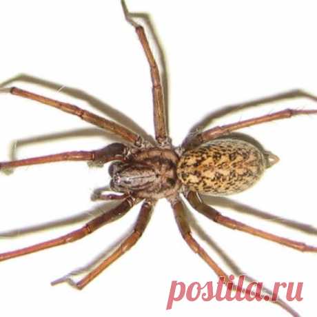 10 пауков, которых действительно стоит опасаться