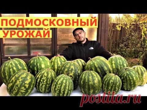 Вырастить арбузы под Москвой-посадил и забыл