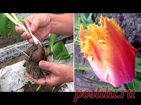 Когда выкапывать тюльпаны и как их правильно калибровать