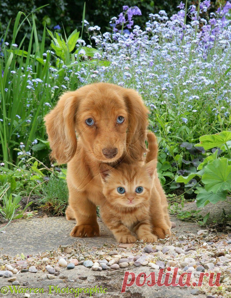 ginger kitten
