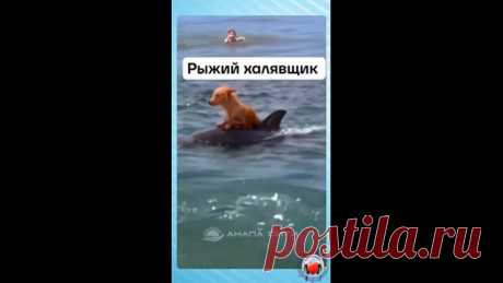 Почему бы и не прокатиться на дельфине