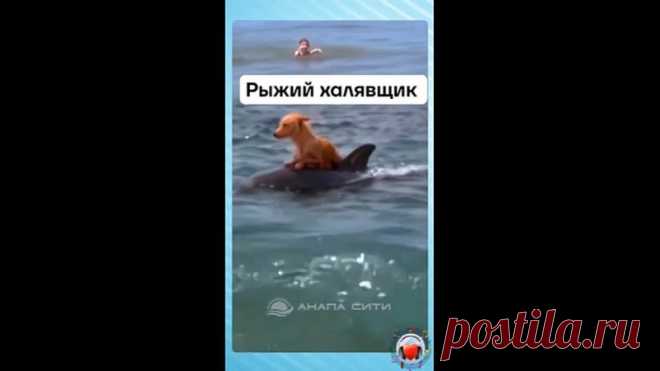 Почему бы и не прокатиться на дельфине
