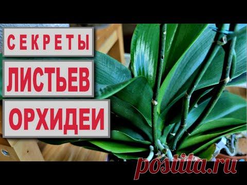 СЕКРЕТЫ ЛИСТЬЕВ ОРХИДЕИ, или ЕСТЬ ЛИ У ОРХИДЕИ ГОРБ? ВОПРОСЫ ПО АЛОЭ для ОРХИДЕЙ, ВОПРОСЫ И ОТВЕТЫ!