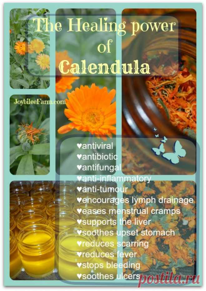 5 Ways to Preserve and Use Calendula Flowers | Joybilee® Farm | DIY | Herbs | Gardening |
