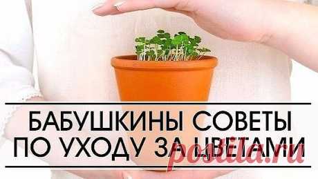 Бабушкины советы по уходу за цветами