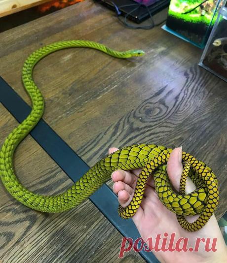 Dendroaspis viridis, West African green mamba