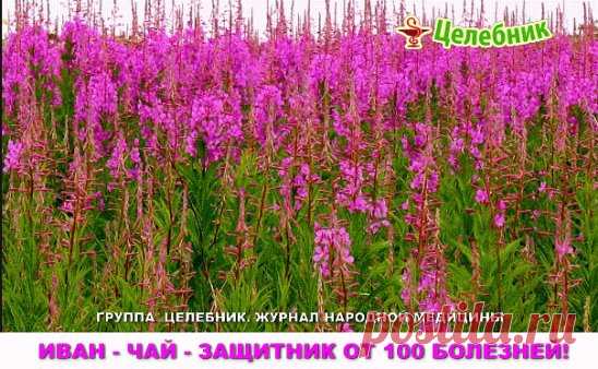 Иван-чай - защитник от 100 болезней!
Академик, профессор, доктор технических наук,
лауреат Государственной премии Никитин Альберт Николаевич:
«После нашего исследования Иван-чая выяснилось , что чай содержит от 69 до71 полезных микроэлемента в зависимости от местности. Это 2/3 таблицы Менделеева. И самое главное это непревзойденный антисептик. Просто потрясающий. Аналогов в растительном мире нету. Помимо антисептических свойств он обладает свойством очищения организма от «зашлакованности».
Эт