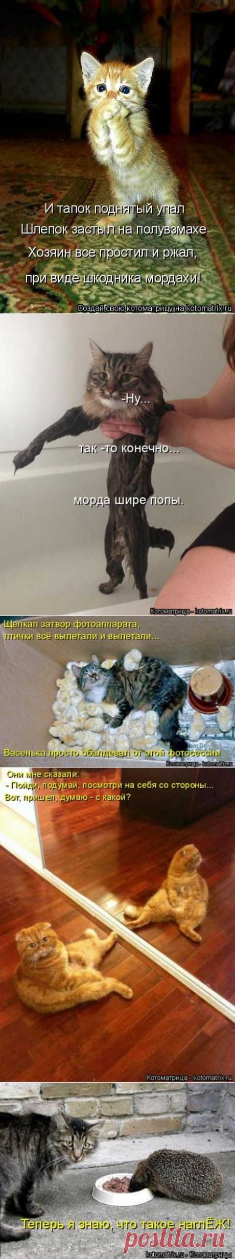 Взгляд со стороны (котоматрица)