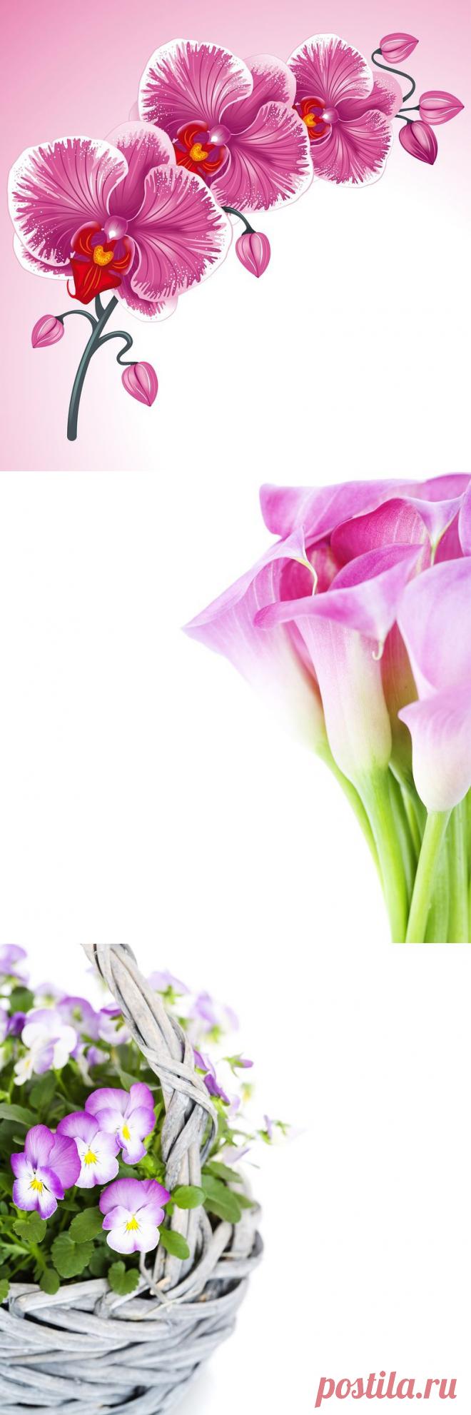 Обои на раб.стол/Фон белый.