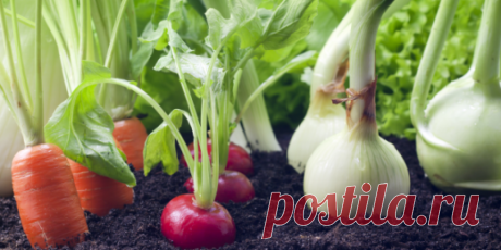 Мини-огород в квартире: как вырастить овощи, зелень и даже клубнику у себя дома 


Выращивание продуктов питания в условиях города популярно во всём мире. Так, Бритта Райли (Britta Riley) живёт в крошечной квартире в Нью-Йорке. Она придумала вертикальный огород на гидропонике. Он…