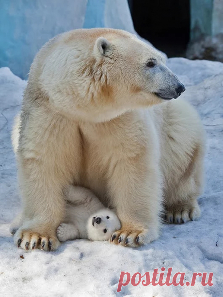 Мишка косолапый / cute bear – Google+