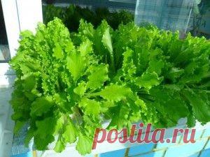 Как вырастить на подоконнике салат и другую зелень.