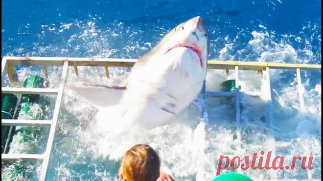 У берегов Мексики большая белая акула сломала клетку с находившимся там дайвером