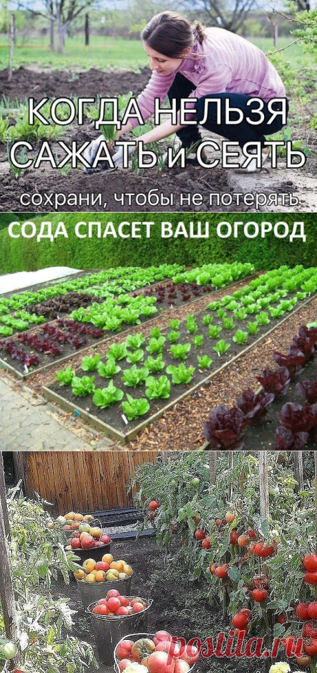 (48) Одноклассники