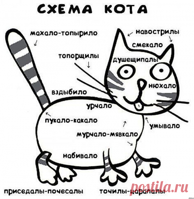 Схема кота.