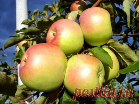 Массивная яблоня Синап Орловский