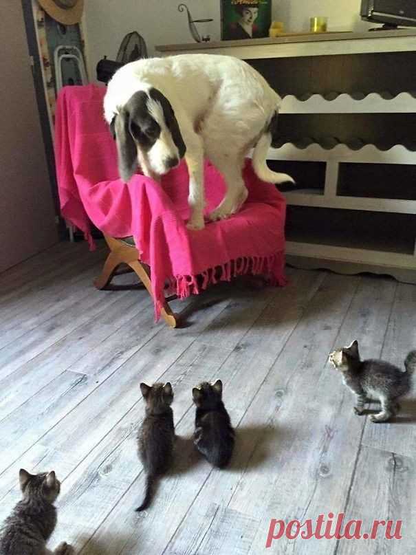 Чего же так боятся собаки