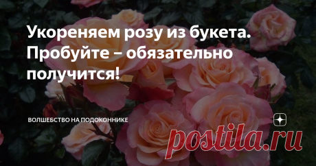 Укореняем розу из букета. Пробуйте – обязательно получится! Об укоренении срезанных роз, я читала много различной информации. У каждого свой проверенный способ. Мне не всегда везло с укоренением – иногда розочки давали побеги, но не корни. А в другом случае – просто загнивал черенок. Но все-таки я переняла некоторый опыт и сейчас укореняю по своему, с отличием в некоторых деталях.
1. Укореняю в саду
Из подаренного сентябрьского букета крымских роз, выбрала
