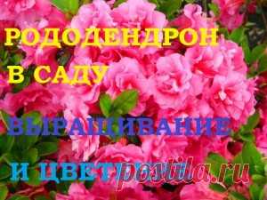 Рододендрон в саду. Выращивание и цветение. — 6 соток