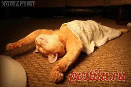 Стыд прикрыл! | KotoMail.ru