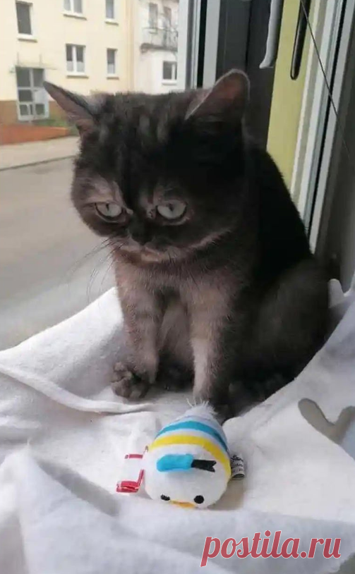 Котенка с необычной мордочкой не хотели забирать из приюта, но однажды все изменилось | Тайган | Дзен