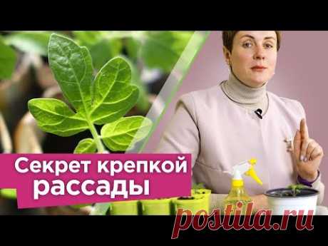 Полейте ЭТИМ РАССАДУ ПОСЛЕ ПИКИРОВКИ, такая подкормка увеличит урожай и не даст рассаде вытянуться!