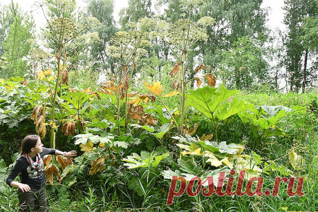 За какие растения на даче могут выписать штраф? 
Собственников участков в Подмосковье могут начать штрафовать, если их участки заросли борщевиком*. Соответствующий законопроект подготовило Министерство сельского хозяйства Московской области.
Соглас…