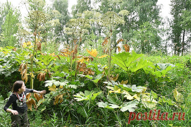 За какие растения на даче могут выписать штраф? 
Собственников участков в Подмосковье могут начать штрафовать, если их участки заросли борщевиком*. Соответствующий законопроект подготовило Министерство сельского хозяйства Московской области.
Соглас…
