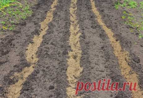 Как подготовить грядку к посадке озимого чеснока и лука. Делюсь своим способом
Летняя пора подходит к концу, но это совсем не значит, что на огороде уже нечем заняться – именно на этот период приходится сбор урожая, который впоследствии отправится на хранение на зиму. Кроме того, в августе следует подумать о подготовке грядок для выращивания некоторых культур, идеальным временем для высадки которых является сентябрь-октябрь. Речь идет об озимом […]
Читай дальше на сайте. Жми подробнее ➡