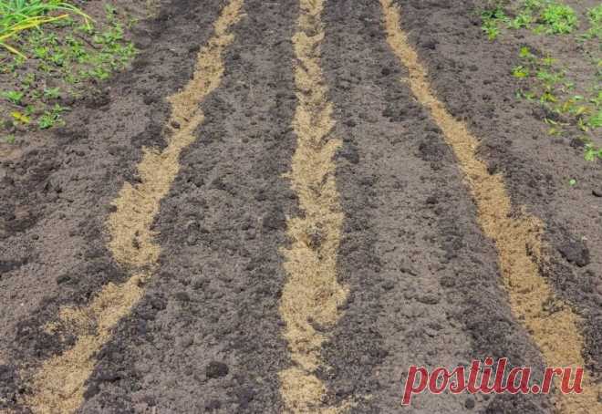 Как подготовить грядку к посадке озимого чеснока и лука. Делюсь своим способом
Летняя пора подходит к концу, но это совсем не значит, что на огороде уже нечем заняться – именно на этот период приходится сбор урожая, который впоследствии отправится на хранение на зиму. Кроме того, в августе следует подумать о подготовке грядок для выращивания некоторых культур, идеальным временем для высадки которых является сентябрь-октябрь. Речь идет об озимом […]
Читай дальше на сайте. Жми подробнее ➡