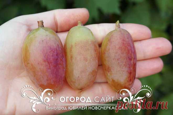 Виноград сорт Юбилей Новочеркасска | ОГОРОД.сайт