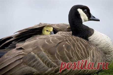 Канадский гусенок греется под крылом у мамы, штат Орегон, США.