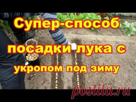 Супер  способ посадки лука-севка с укропом под зиму с защитой от мышей, проволочника и т д