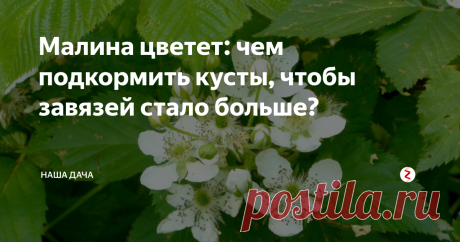 Малина цветет: чем подкормить кусты, чтобы завязей стало больше? У нас над малинником гул стоит: труженицы-пчелки деловито летают от цветка к цветку и собирают сладкий нектар. Малина в этом году – вся в цвету (тьфу-тьфу), на некоторых побегах уже первые завязи показались. А это значит, что еще немного – и мы будем лакомиться свежими сладкими ягодами. А пока малинник цветет – самое время организовать очередную подкормку кустам, чтобы поддержать растения!