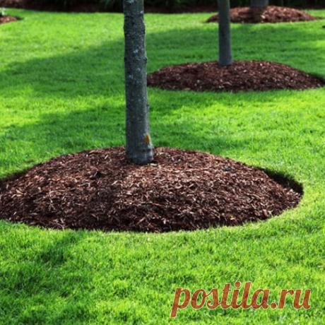 13 фактов о мульчировании, которые необходимо знать
