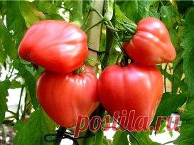 НАШАТЫРНЫЙ СПИРТ В БОРЬБЕ ЗА УРОЖАЙ
Оказывается, нашатырный спирт в борьбе за высокий урожай, может оказать нам ни одну услугу. Многие растения, такие как помидоры, огурцы, а также лилии, клематисы, герань, очень отзывчивы на подкормки в состав которых входит нашатырный спирт. В 4-5 литрах воды достаточно всего лишь растворить 50 мл нашатыря и в небольшом количестве подкормить растеньица после обильного полива. 
Нашатырный спирт также является отличным средством в борьбе с таким вредителем, как