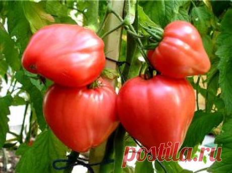 НАШАТЫРНЫЙ СПИРТ В БОРЬБЕ ЗА УРОЖАЙ
Оказывается, нашатырный спирт в борьбе за высокий урожай, может оказать нам ни одну услугу. Многие растения, такие как помидоры, огурцы, а также лилии, клематисы, герань, очень отзывчивы на подкормки в состав которых входит нашатырный спирт. В 4-5 литрах воды достаточно всего лишь растворить 50 мл нашатыря и в небольшом количестве подкормить растеньица после обильного полива. 
Нашатырный спирт также является отличным средством в борьбе с таким вредителем, как