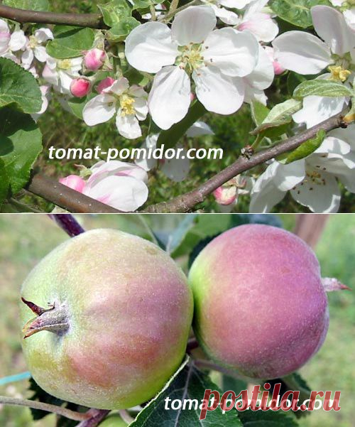 Посадка яблони, выбор саженца, уход в первый год | Выращивание томатов на дачном участке