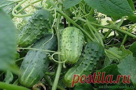 На вашей грядке с огурцами появилась черная тля