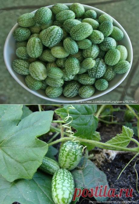 Мелотрия шершавая или мини огурец