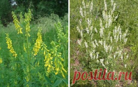 ДОННИК ЖЁЛТЫЙ И БЕЛЫЙ

Донник лекарственный (жёлтый)
Melilotus officinalis Pall.
Семейство Fabaceae — бобовые
Народные названия: донник жёлтый, буркун.

Описание. Родовое название Melilotus — от греческого «Melilotos»; «meli» — мед, «lotos» — название многих кормовых трав, в том числе клевера. Латинское officinalis — аптечный.

Монокарпик (двулетник) со стержневым корнем и ветвистыми побегами 50-200 см высотой. Листья тройчатые, с обратнояйцевидными или ланцетными мелкозуб...