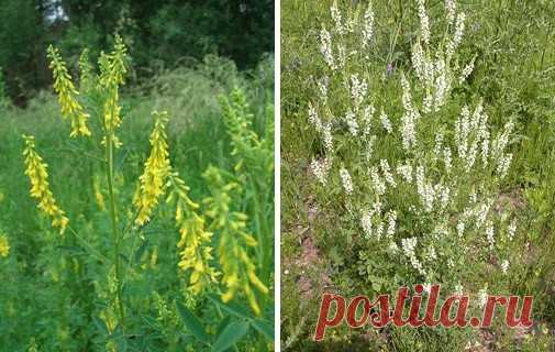 ДОННИК ЖЁЛТЫЙ И БЕЛЫЙ

Донник лекарственный (жёлтый)
Melilotus officinalis Pall.
Семейство Fabaceae — бобовые
Народные названия: донник жёлтый, буркун.

Описание. Родовое название Melilotus — от греческого «Melilotos»; «meli» — мед, «lotos» — название многих кормовых трав, в том числе клевера. Латинское officinalis — аптечный.

Монокарпик (двулетник) со стержневым корнем и ветвистыми побегами 50-200 см высотой. Листья тройчатые, с обратнояйцевидными или ланцетными мелкозуб...