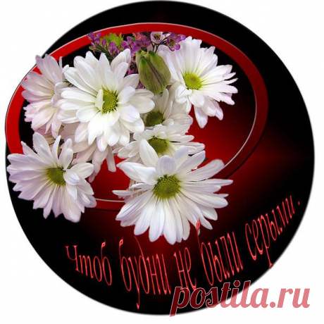 БЛАГОДАРНОСТИ - 50 фото. Фотографии zoja simonova.