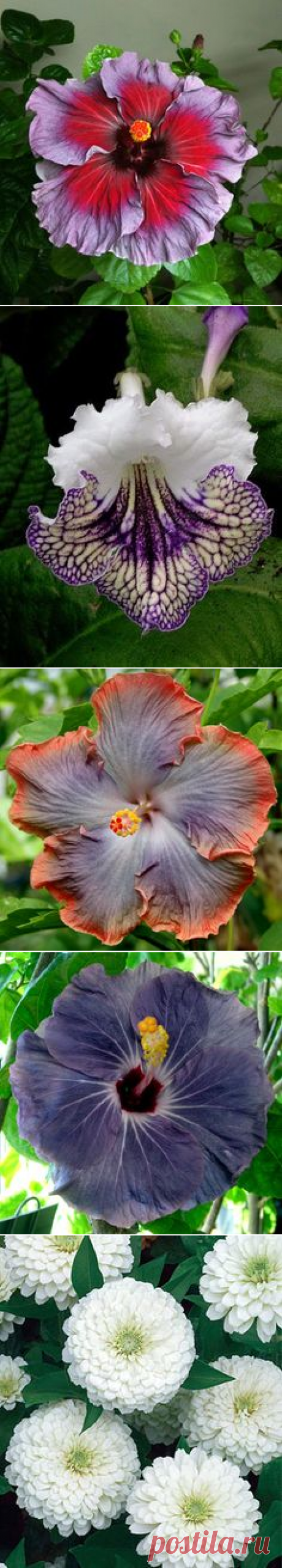 (108) в pinterest • каталог мировых идей
