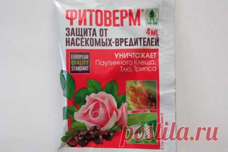 Как избавиться от мучнистого червеца на комнатных растениях